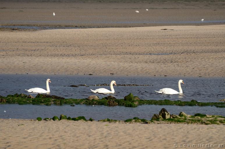 ENE-20120612-0222.jpg - [nl] Budle Bay, Northumberland, Engeland[en] Budle Bay, Northumberland, England